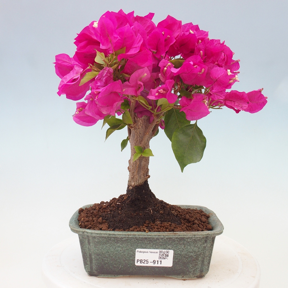 Indoor Bonsai - Bouganwilea