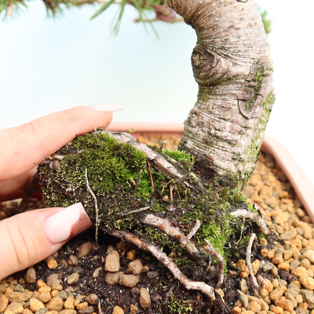 Bonsai für den Außenbereich – Pinus mugo Humpy – Zwergkiefer