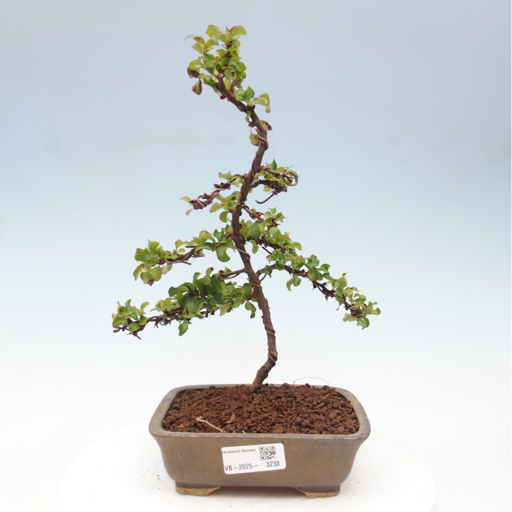 Außen Bonsai - Chaenomeles mit Red Joy -. Quitte