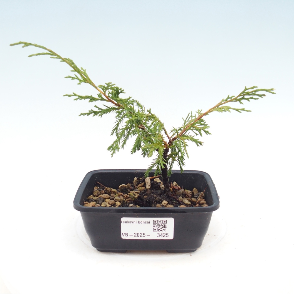 Bonsai für draußen - Juniperus chinensis Itoigawa