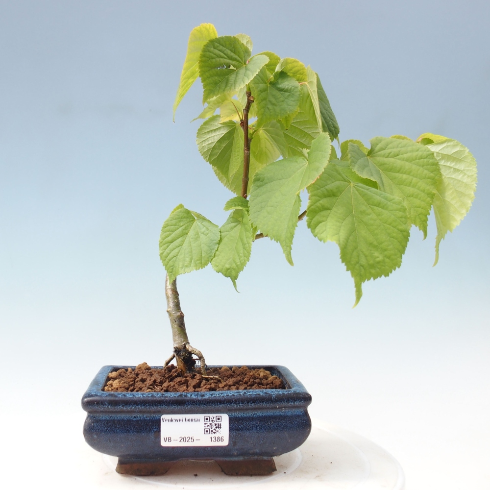 Outdoor-Bonsai - Linden - Tilia cordata