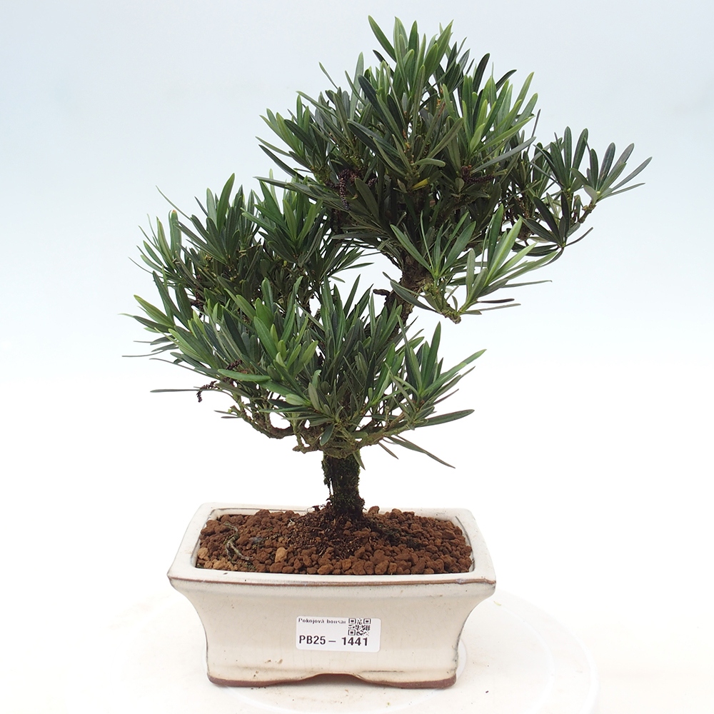 Indoor-Bonsai - Podocarpus - Stein tausend