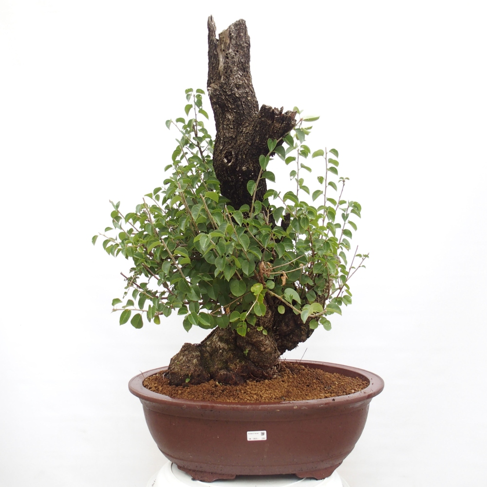 Bonsai im Freien - Mahalebka - Prunus mahaleb