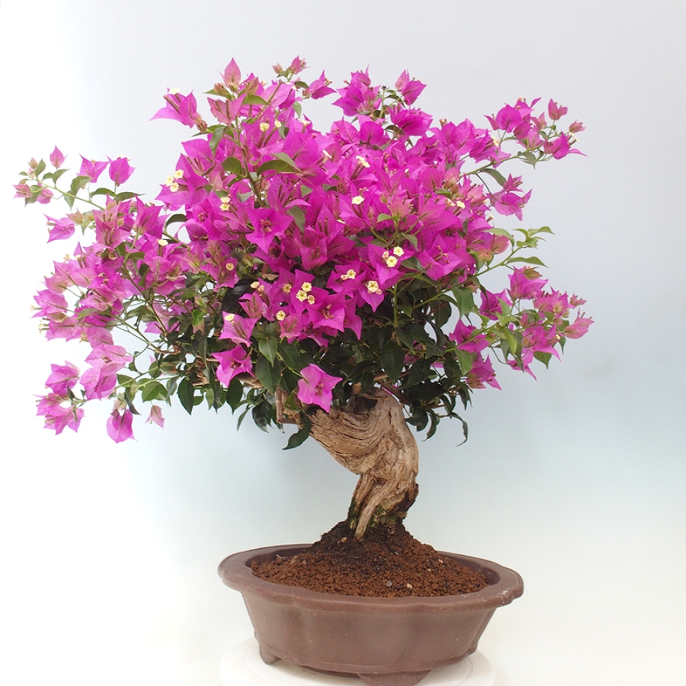Indoor Bonsai - Bouganwilea
