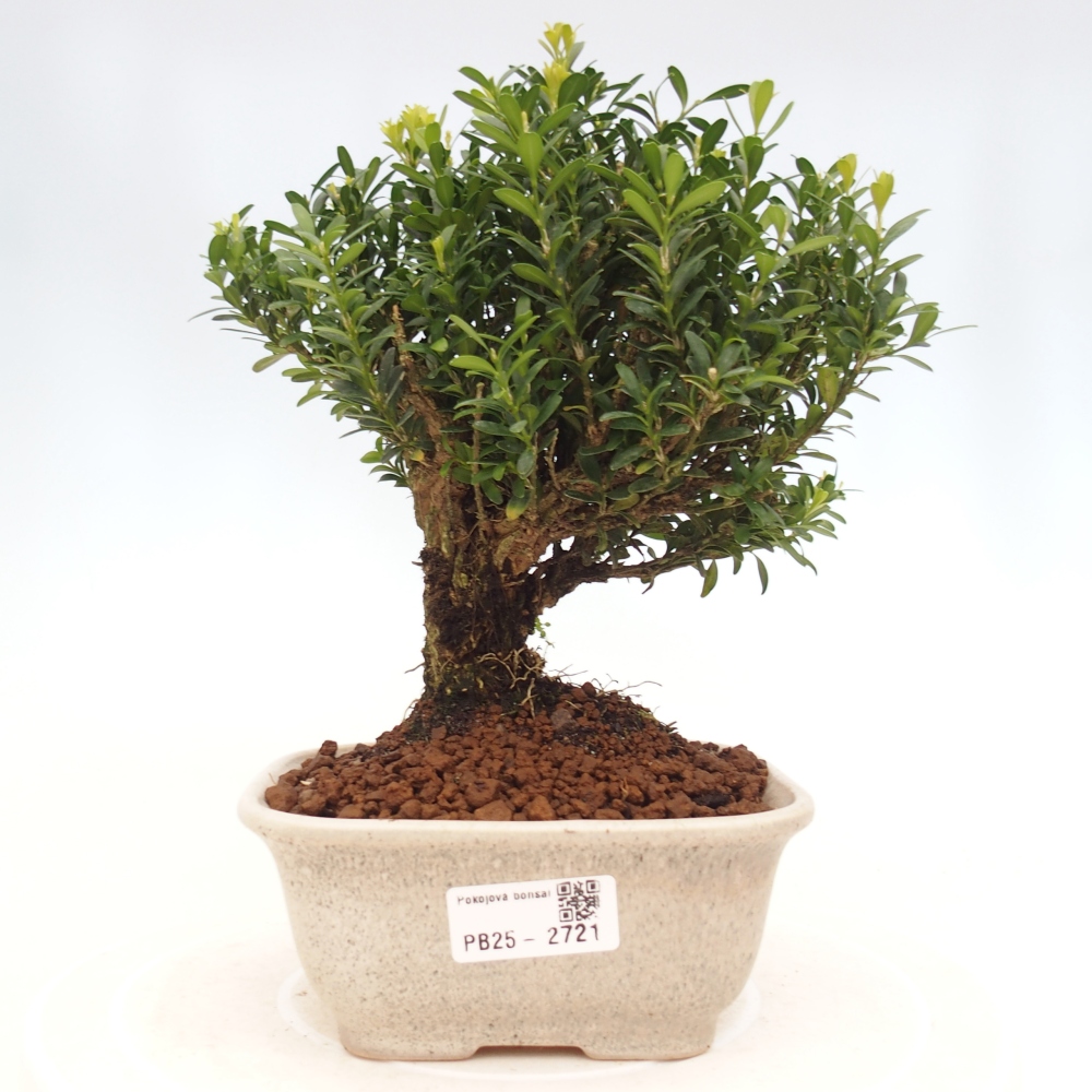 Innenbonsai - Buxus harlandii - Korkbuchsbaum