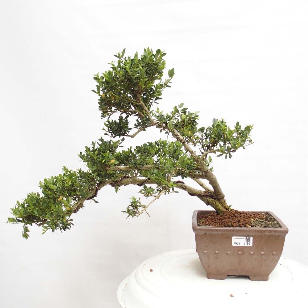 Zimmerbonsai - Ilex crenata - Holly