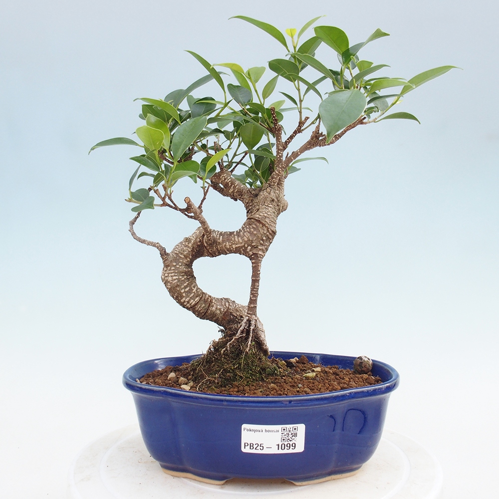 Indoor-Bonsai - Ficus retusa - kleiner Ficus