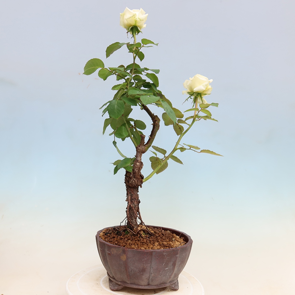 Bonsai für draußen - Rosa Kordes - Rose