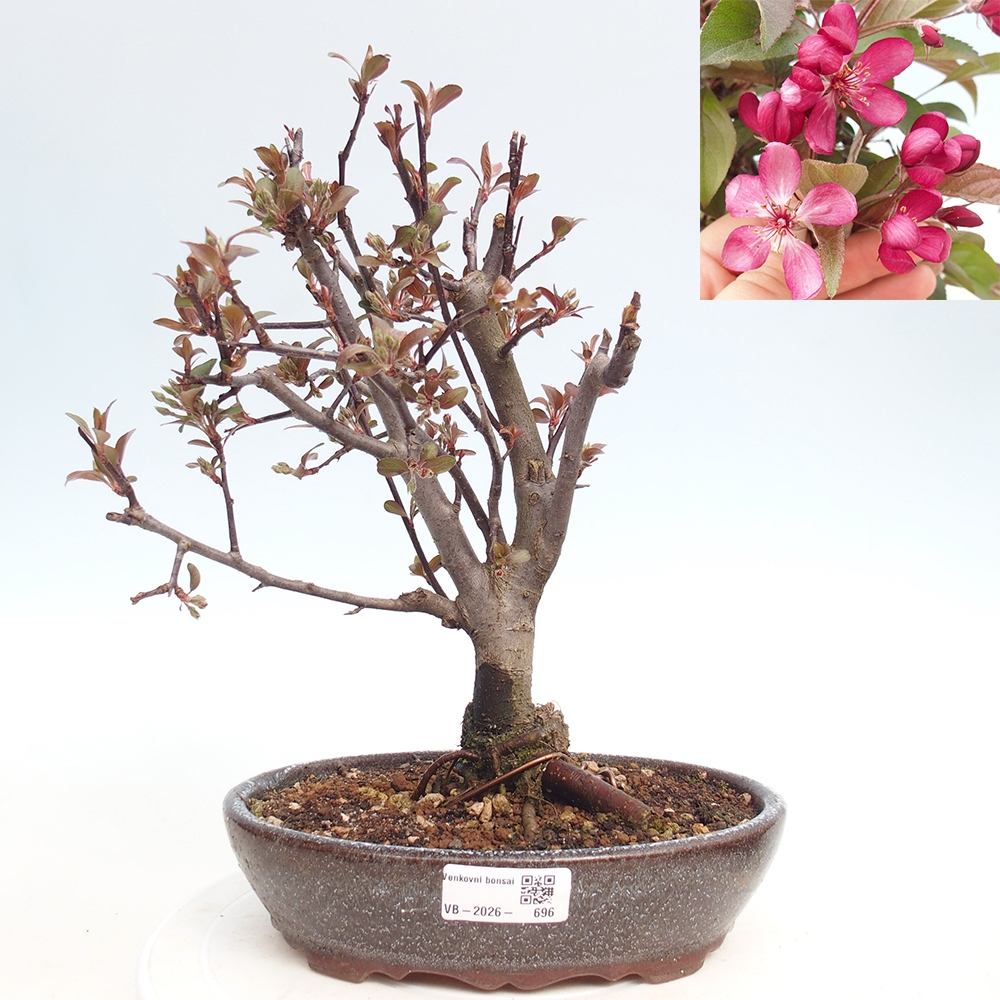 Outdoor-Bonsai -Malus domestica - Kleinfrüchtiger rotblättriger Apfelbaum