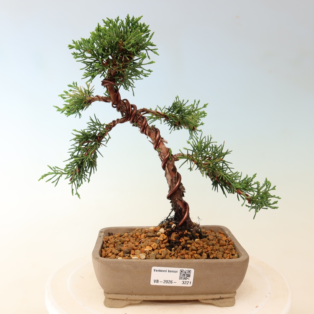 Bonsai für draußen - Juniperus chinensis Kishu