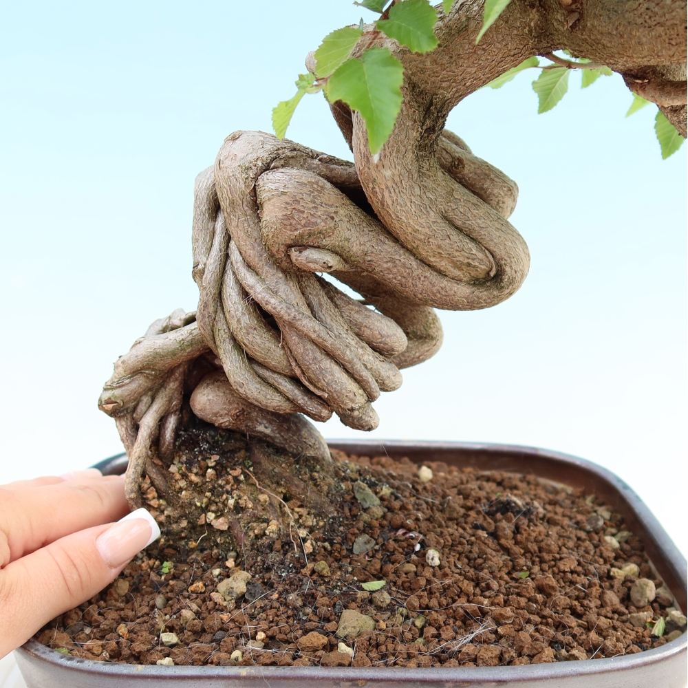 Bonsai für draußen - Karpinus Coreana - Koreanische Hainbuche