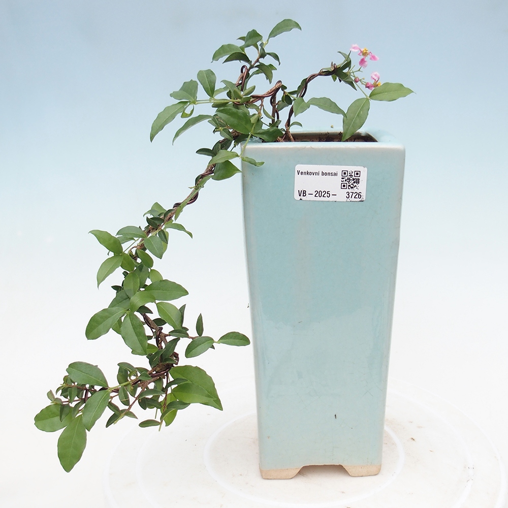 Zimmer Bonsai - Kirsche Malpighia coccigera- Barbdorská