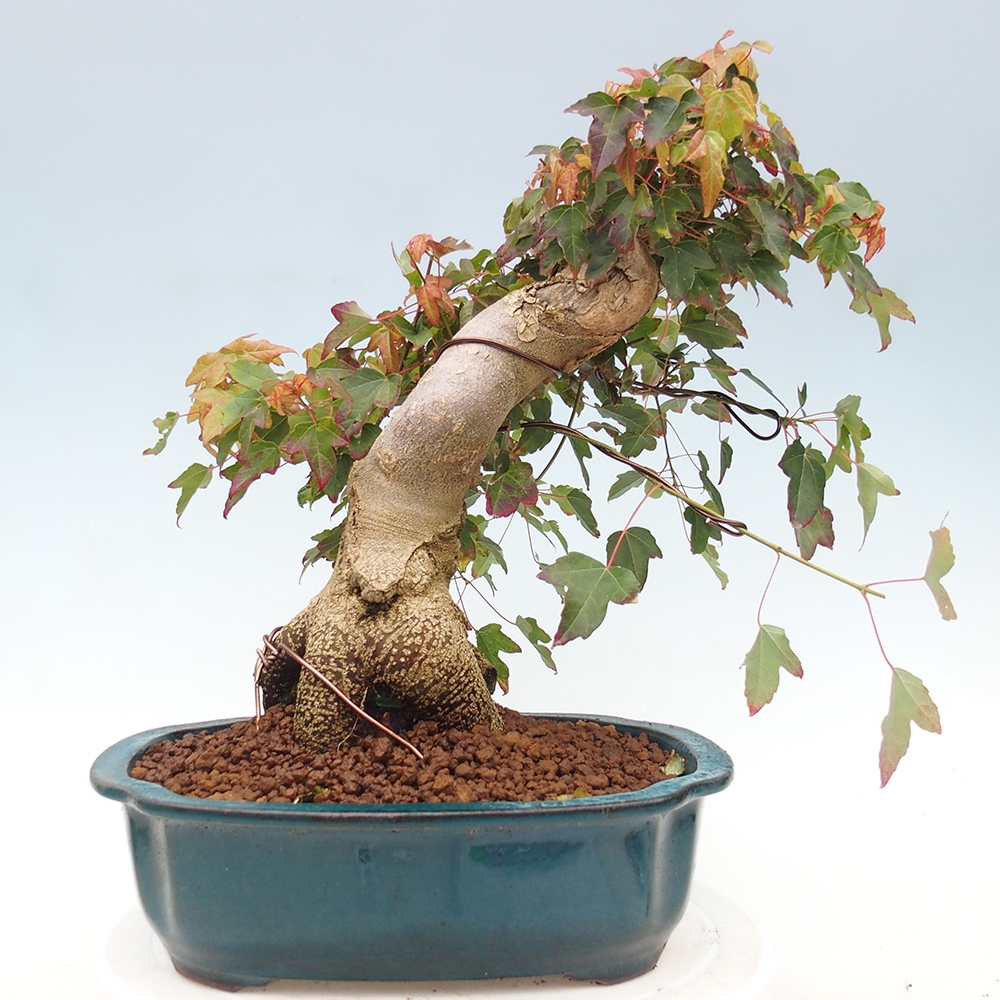 Bonsai im Freien - Ahorn Buergerianum - Burger Maple