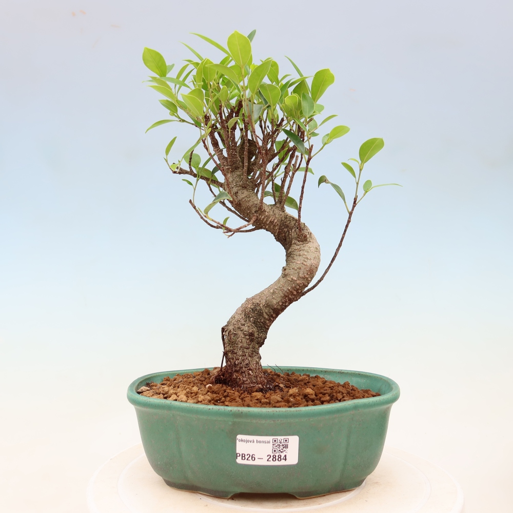 Zimmerbonsai - Ficus kimmen - Kleinblättriger Ficus