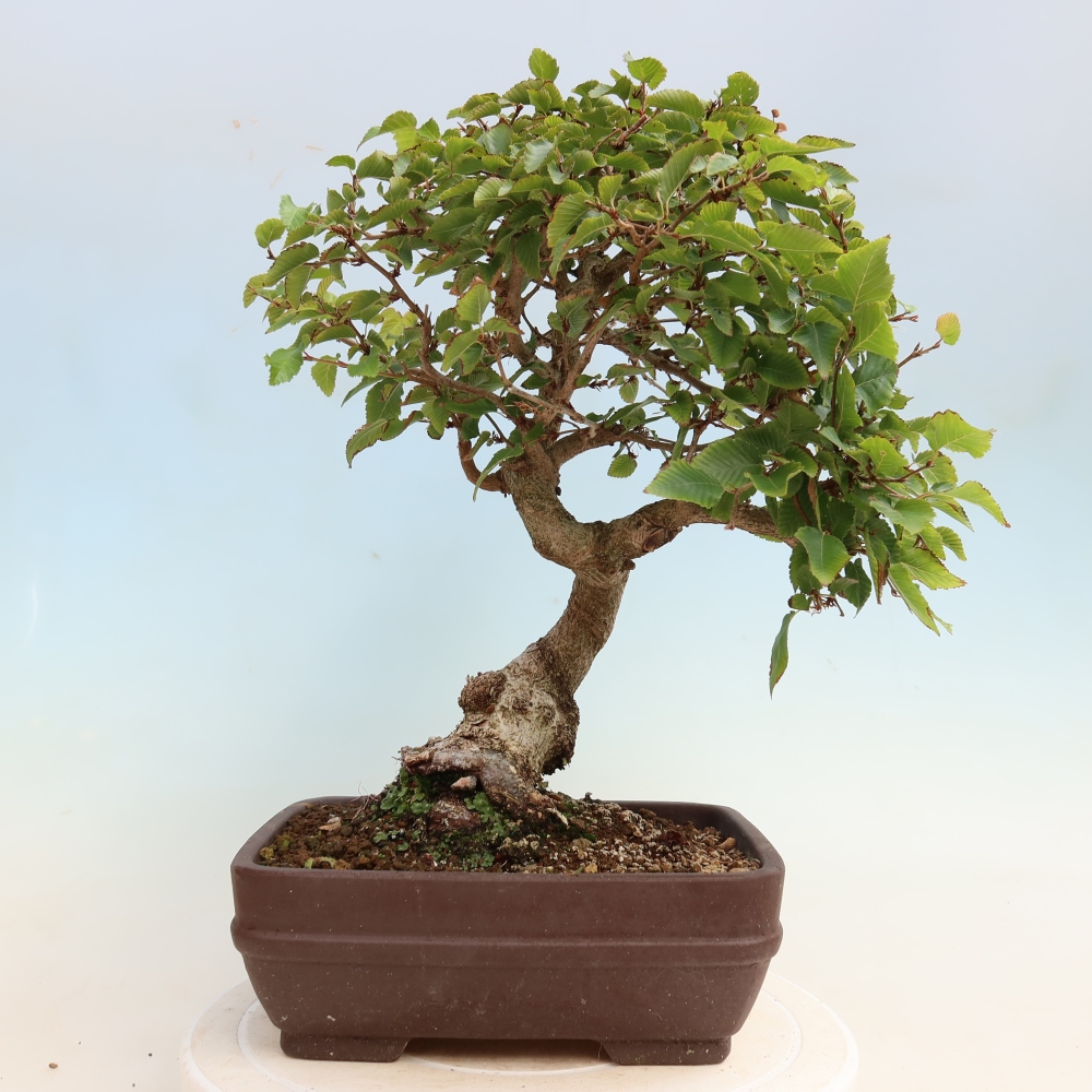 Bonsai für draußen -Carpinus CARPINOIDES - Koreanische Hainbuche