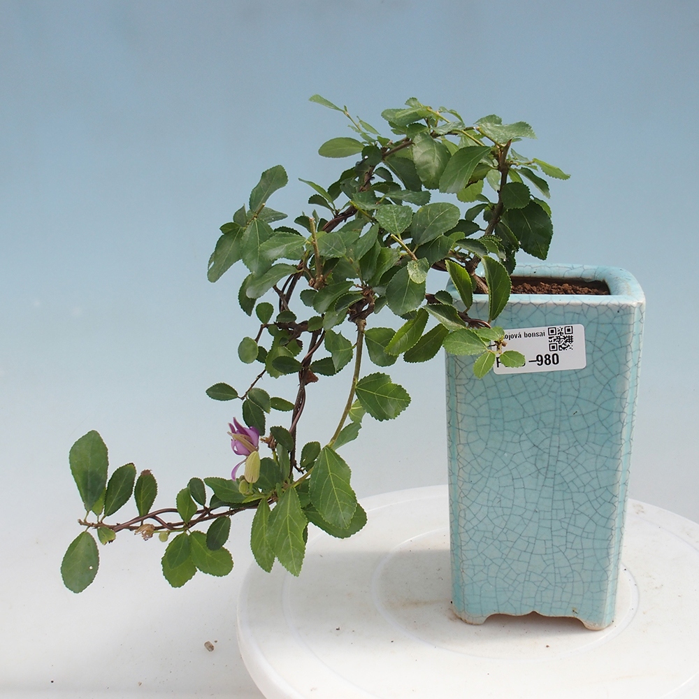 Zimmerbonsai - Grewia occidentalis - Lavendelstern