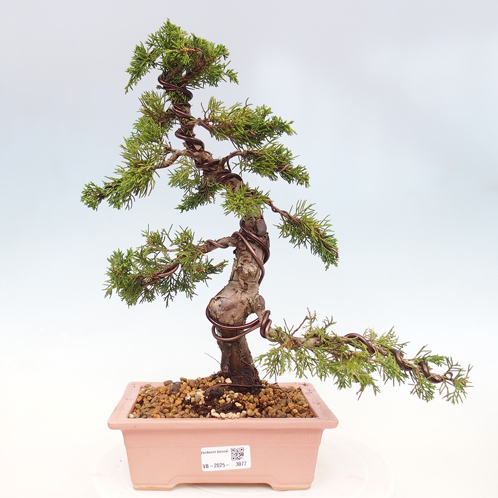 Outdoor bonsai - Juniperus chinensis Itoigawa - Chinese juniper