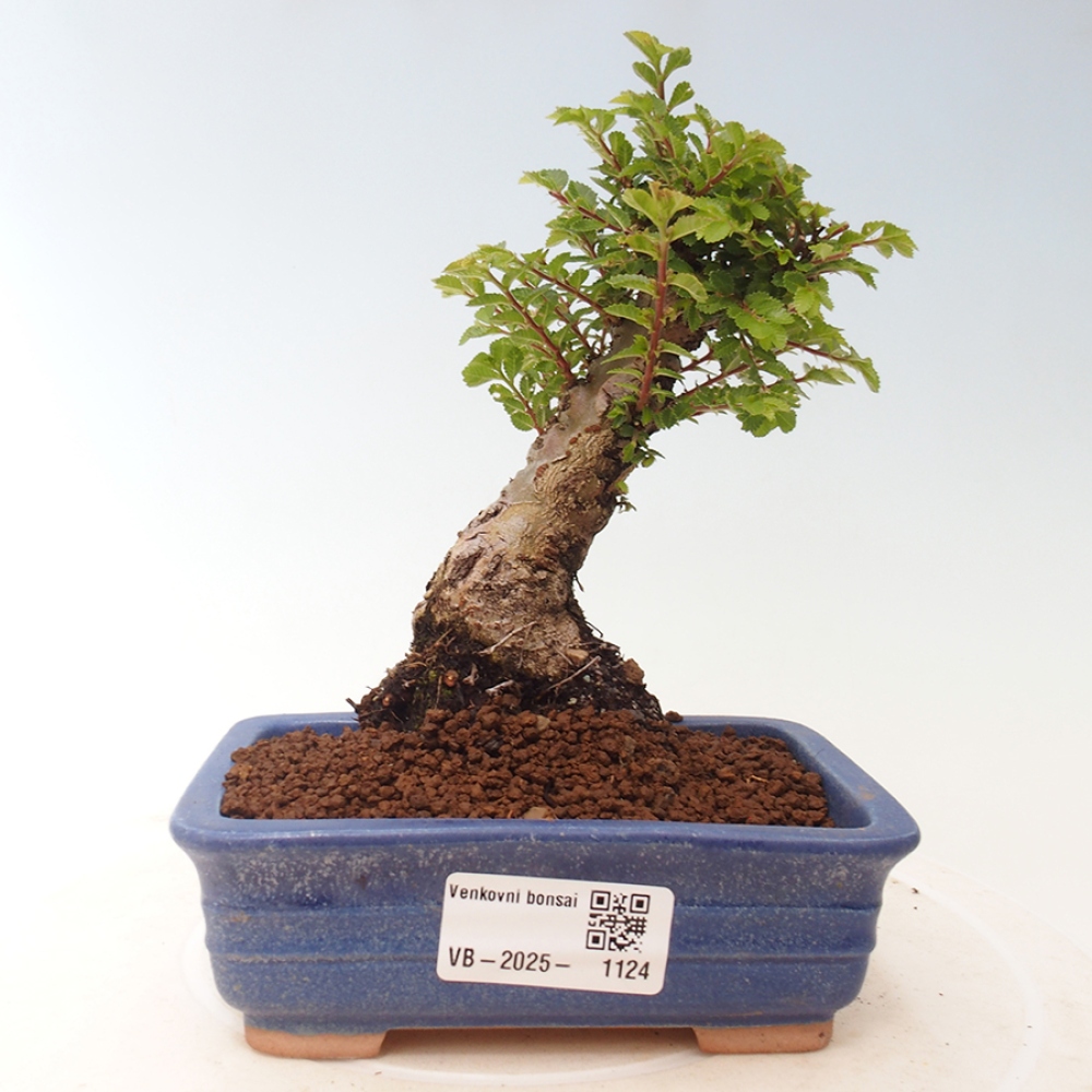 Bonsai im Freien - Ulmus parvifolia Sagei - Kleinblättrige Ulme