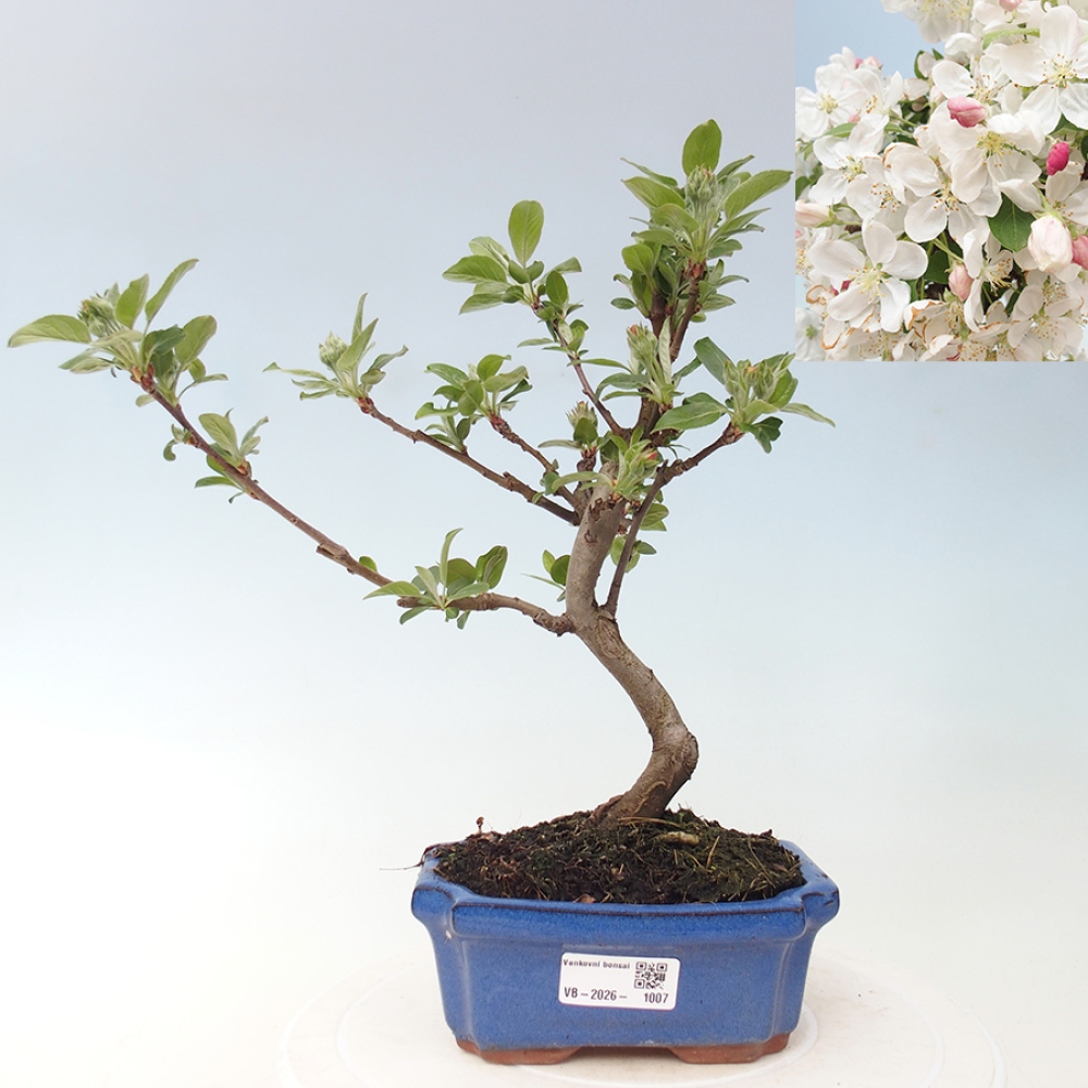 Outdoor-Bonsai -Malus halliana - Kleinfrüchtiger Apfelbaum