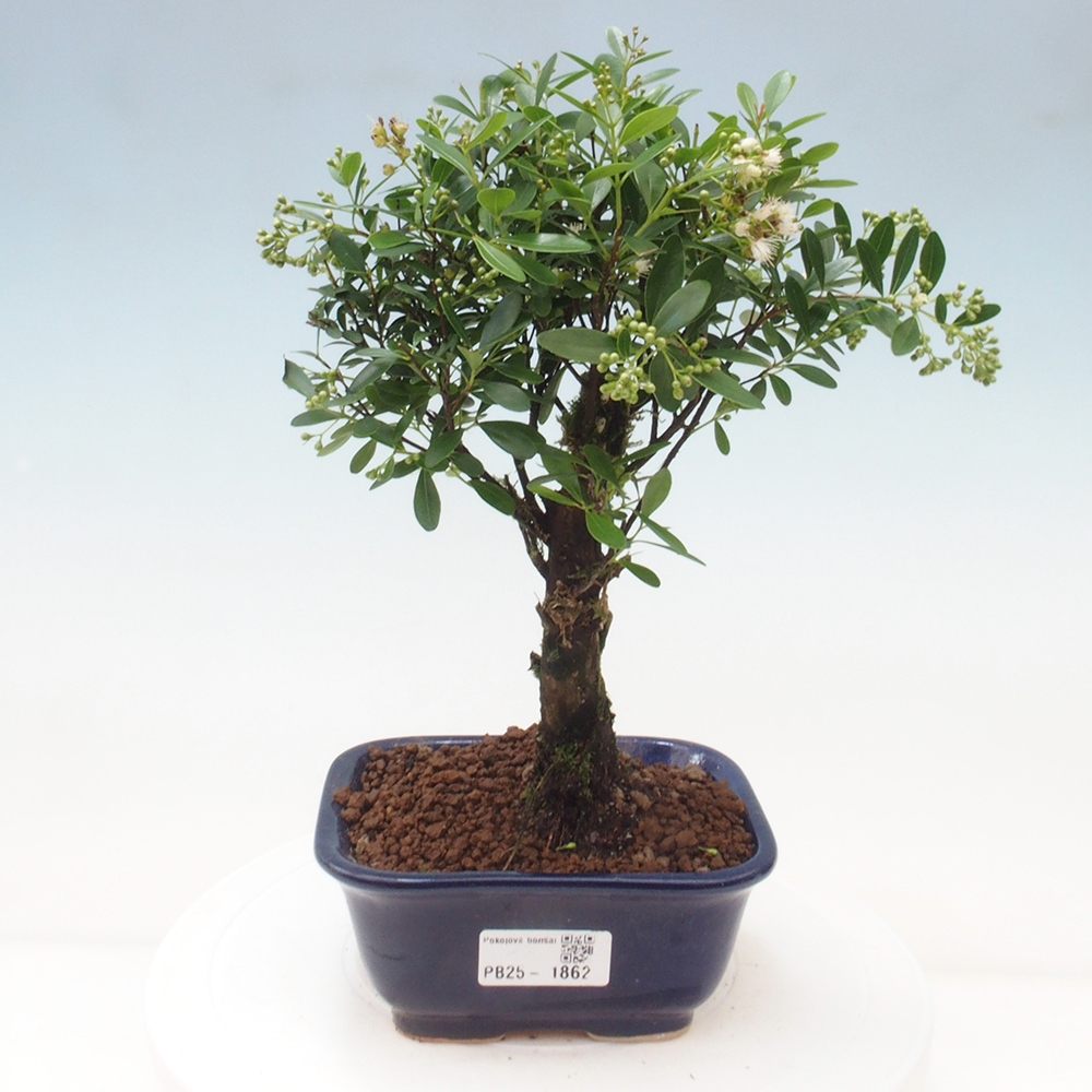 Zimmer Bonsai - Syzygium - Pimentovník