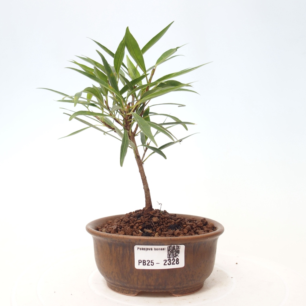 Zimmerbonsai - Ficus nerifolia - kleinblättriger Ficus