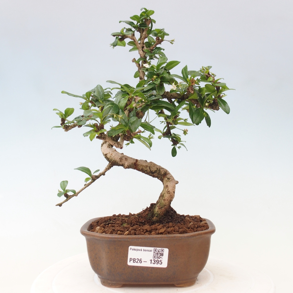 Zimmer-Bonsai - Carmona macrophylla - Tee-Fuki