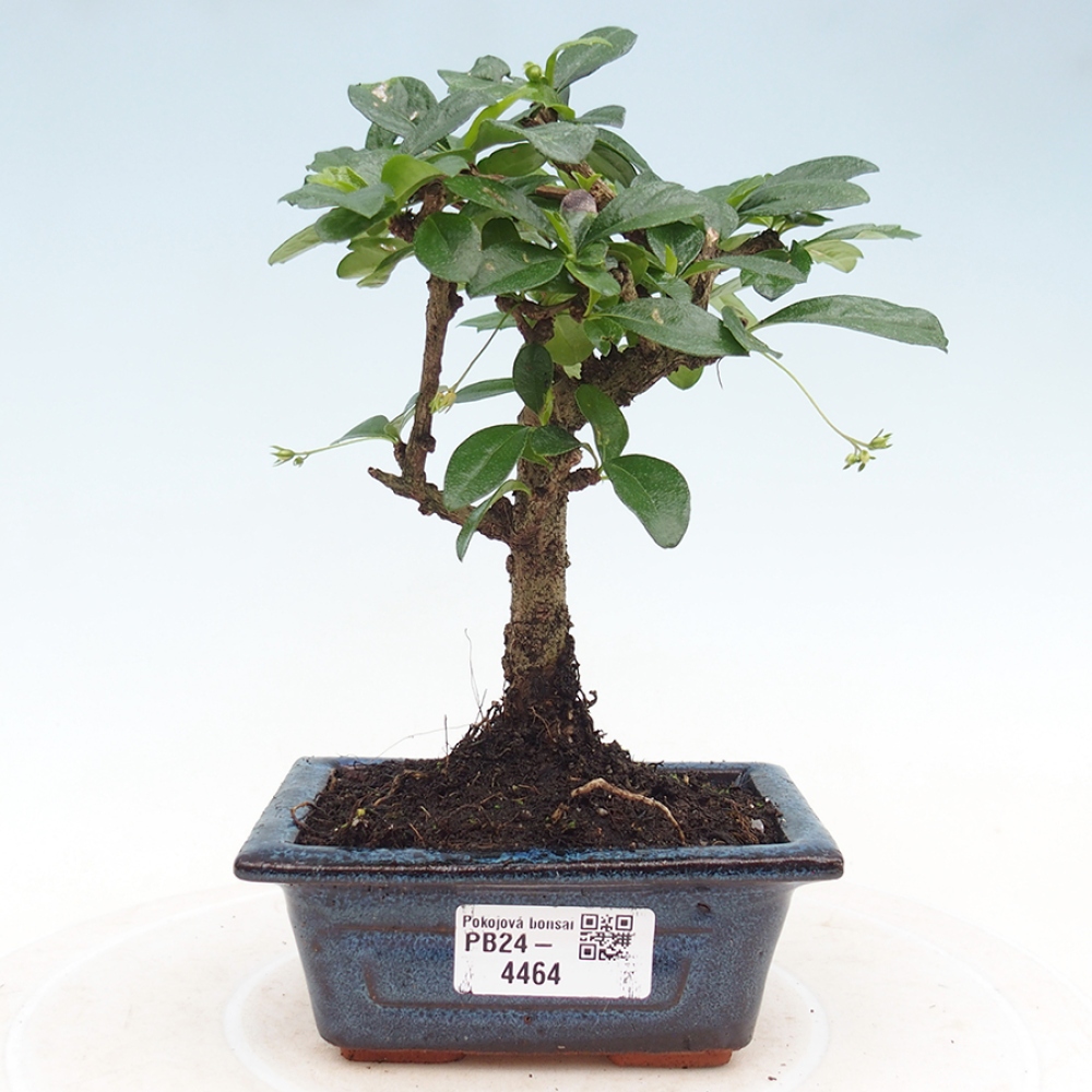 Zimmerbonsai - Carmona Macrophylla - Fuki-Tee