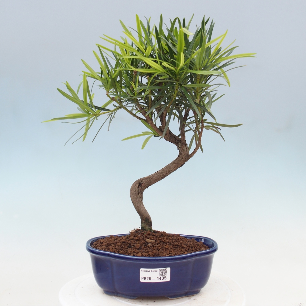 Zimmerbonsai - Podocarpus - Stein-Eibe