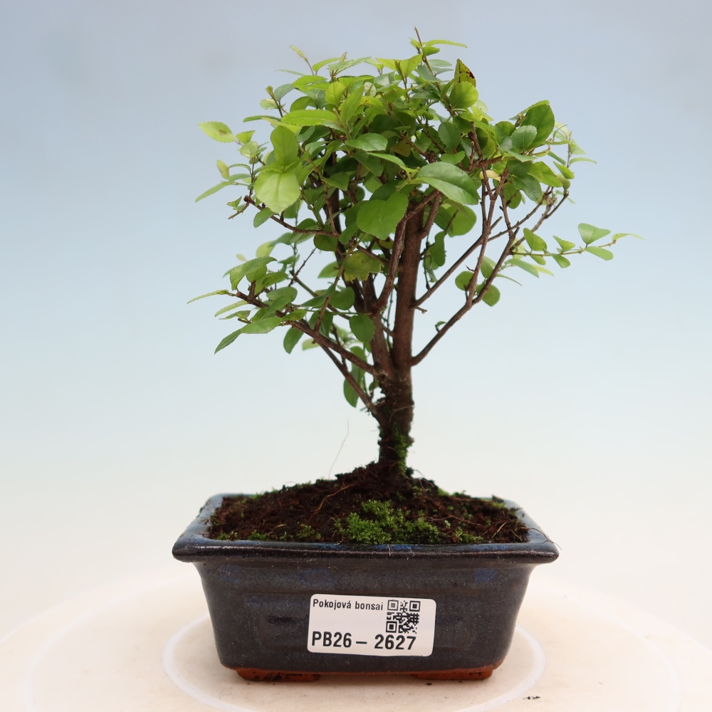 Zimmer Bonsai - Sageretia thea - Sageretia thea