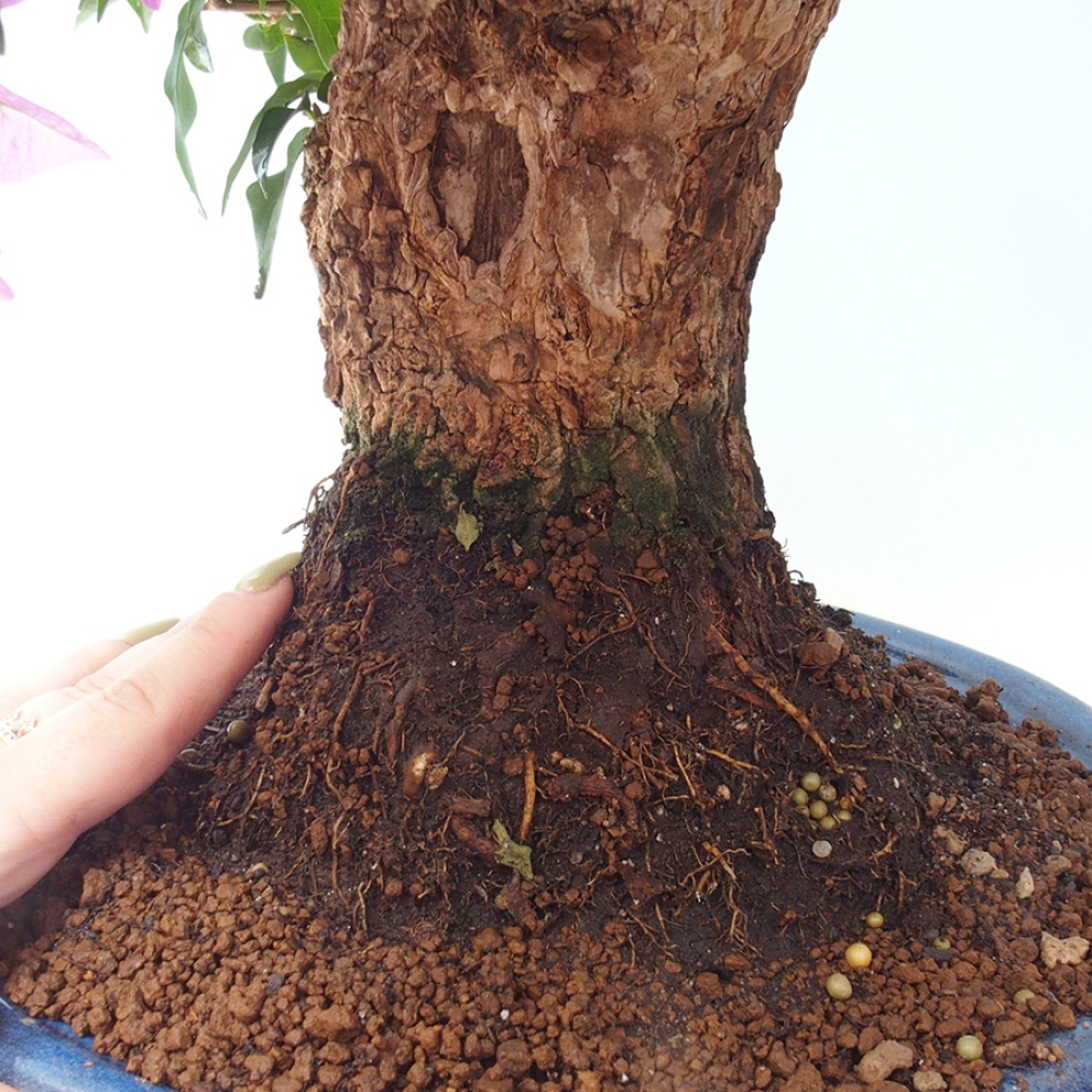 Indoor Bonsai - Bouganwilea