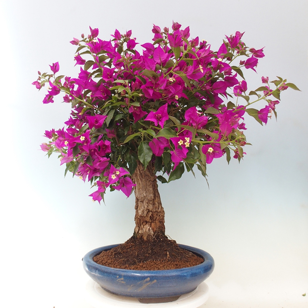Indoor Bonsai - Bouganwilea
