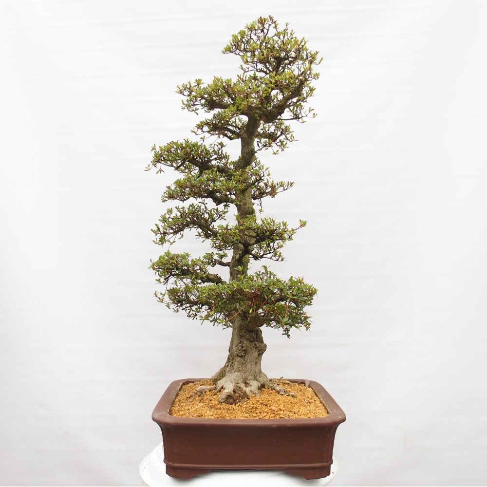 Bonsai für draußen - Japanische Azalee - Azalee Tochizumi