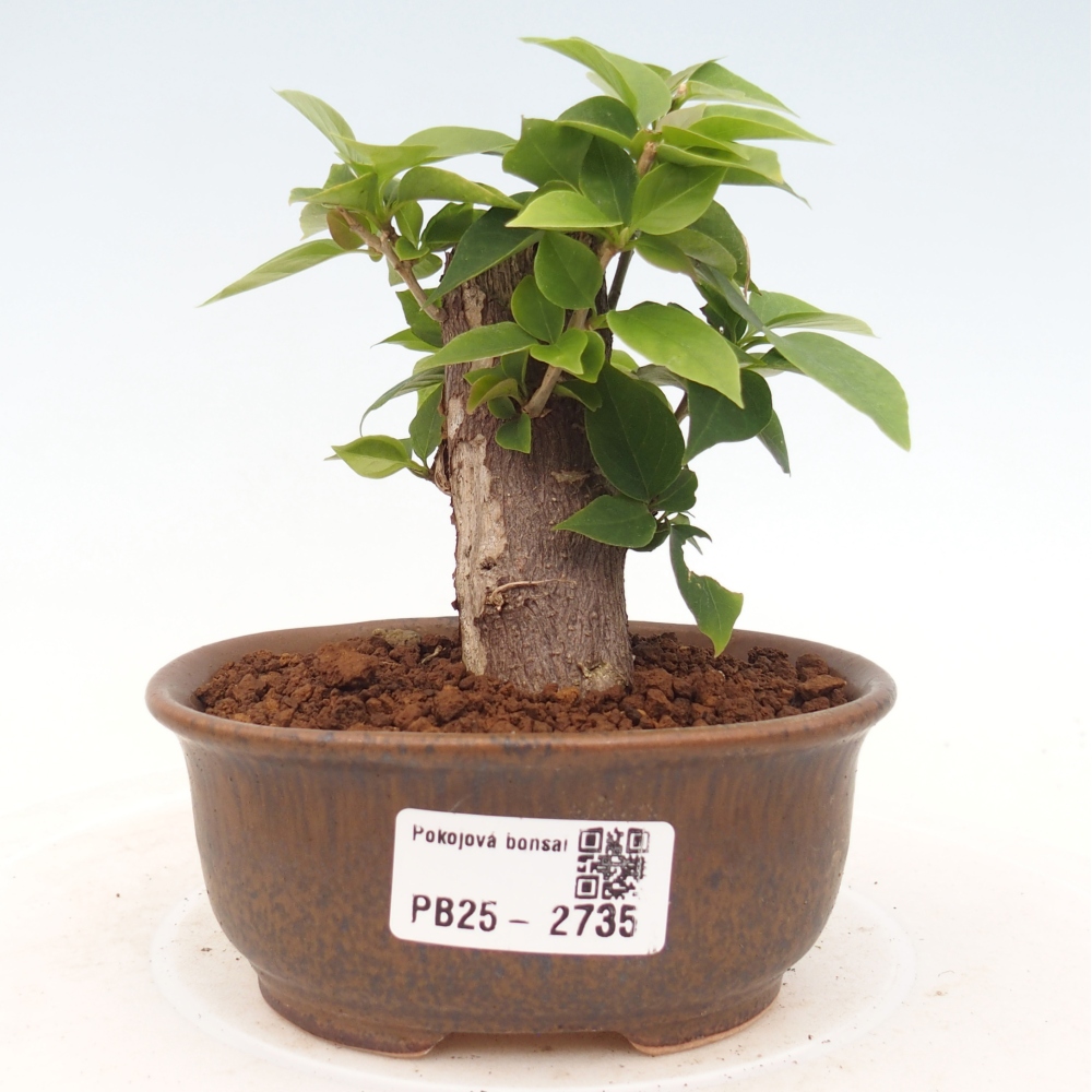 Indoor Bonsai - Bouganwilea