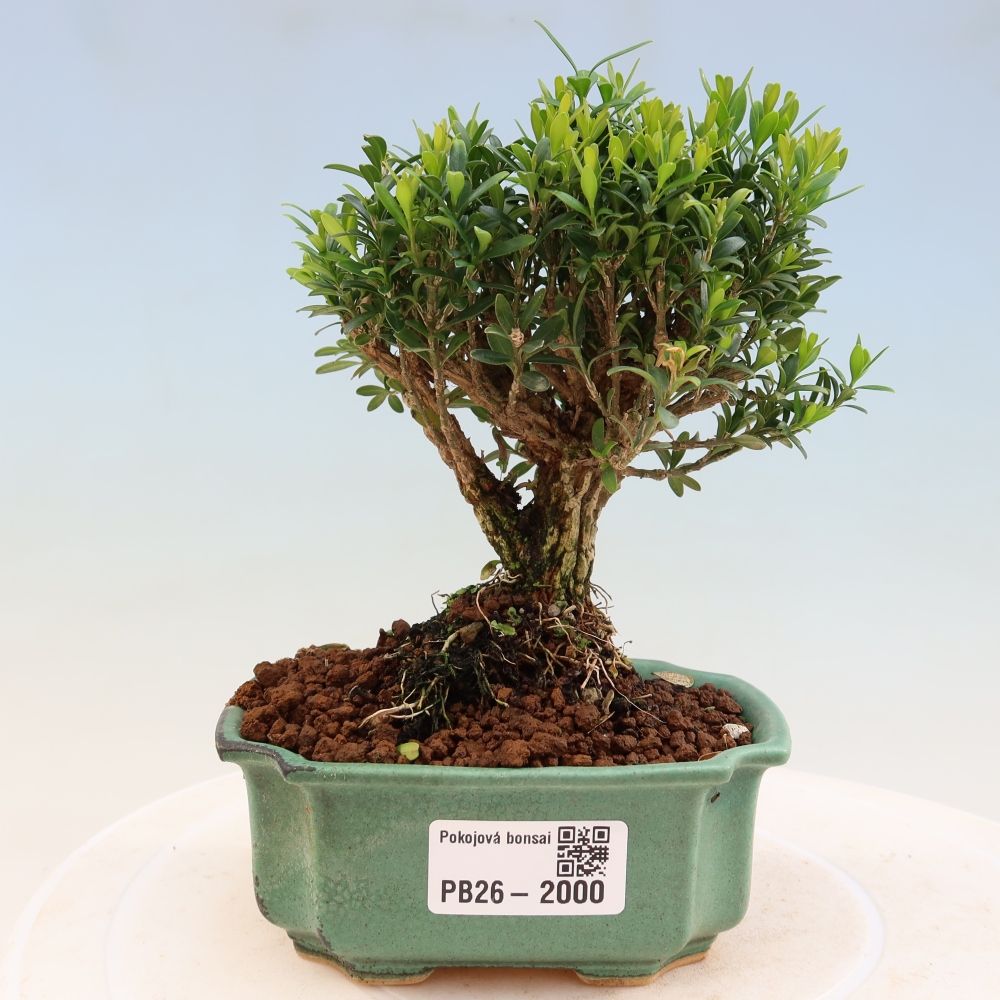 Zimmer Bonsai - Buxus harlandii - Korkbuxus