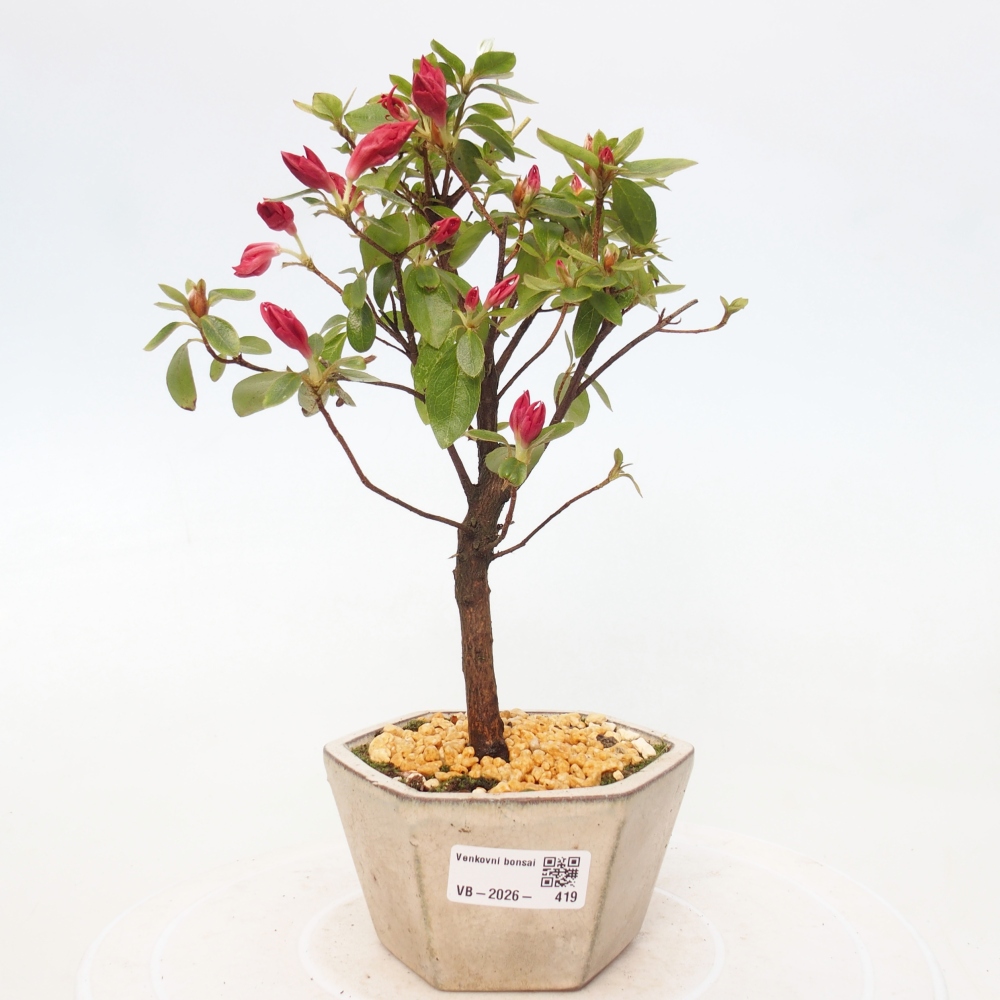 Bonsai für draußen - Japanische Azalee - Azalea sp.