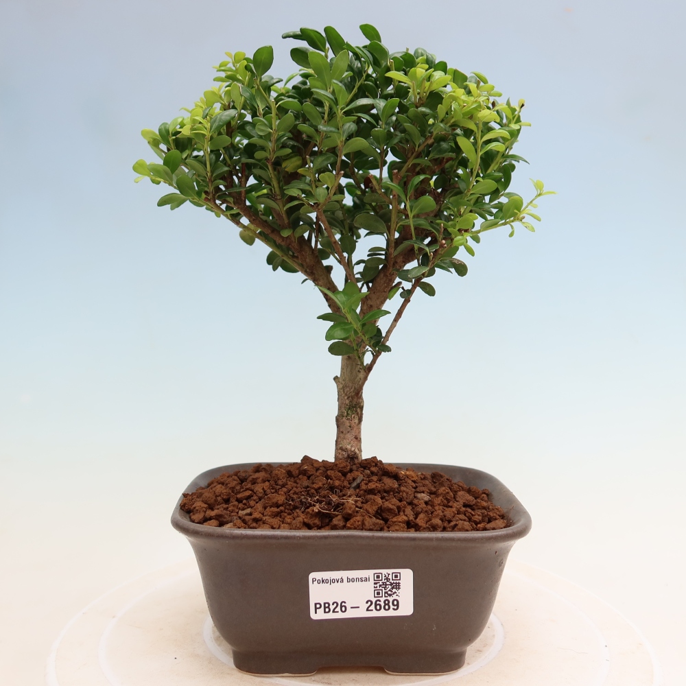 Zimmer Bonsai - Ilex crenata - Stechpalme