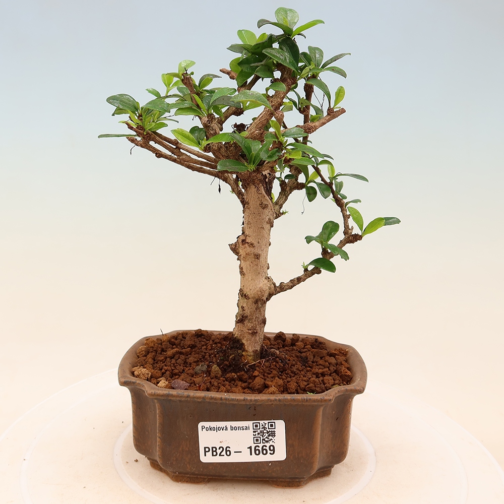 Zimmer-Bonsai - Carmona macrophylla - Tee-Fuki
