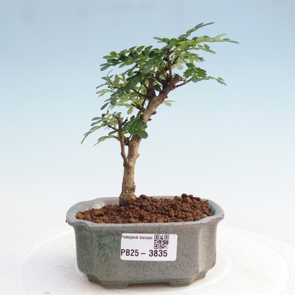 Zimmer Bonsai - Zantoxylum piperitum - Pfefferbaum PB220935