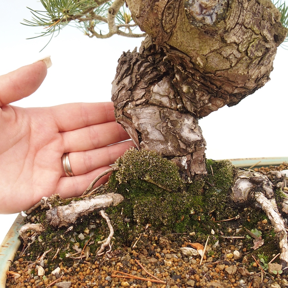 Bonsai für draußen - Pinus parviflora - Pinus parviflora