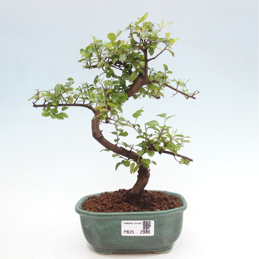 Zimmerbonsai - Sagerécie thea - Sagerécie thea