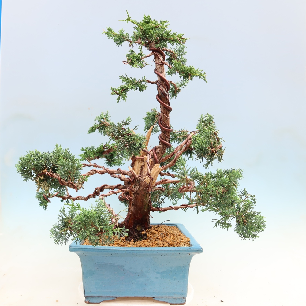 Bonsai für draußen - Juniperus chinensis Kishu