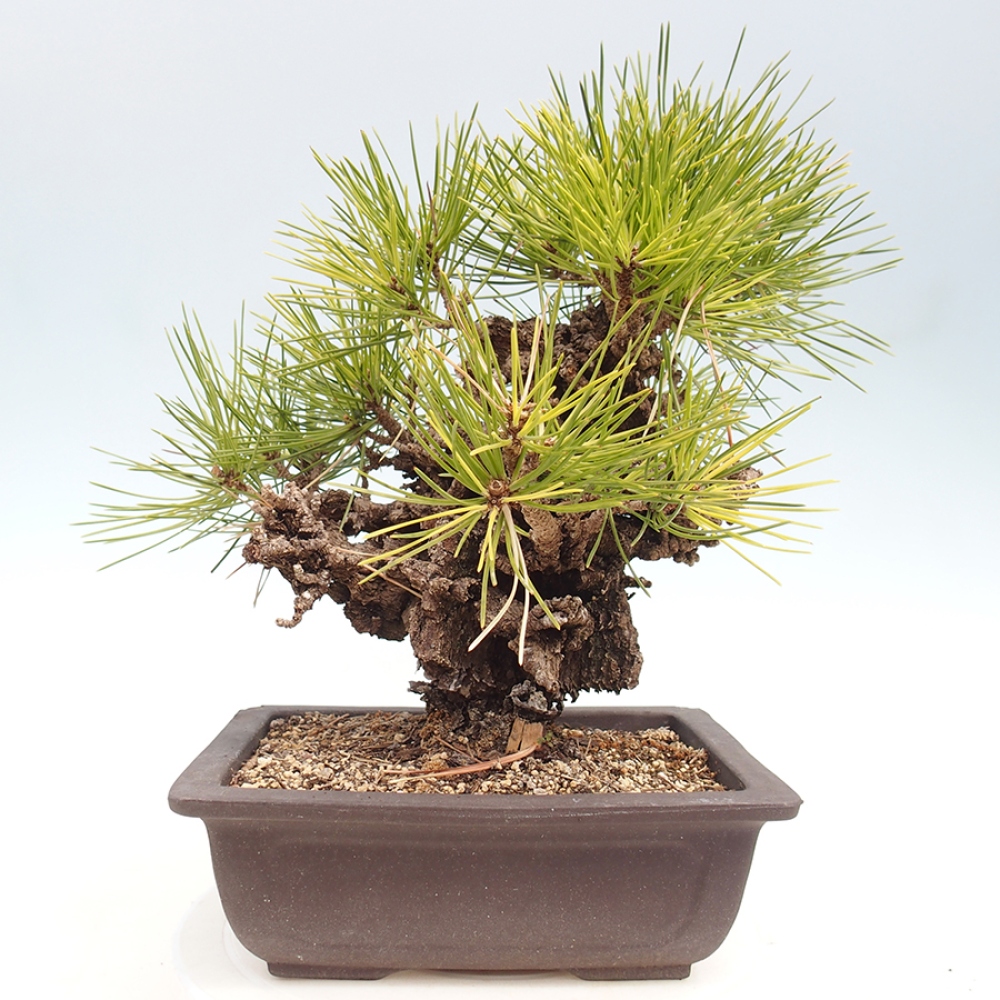Bonsai für draußen - Pinus thunbergii - Thunberg-Kiefer