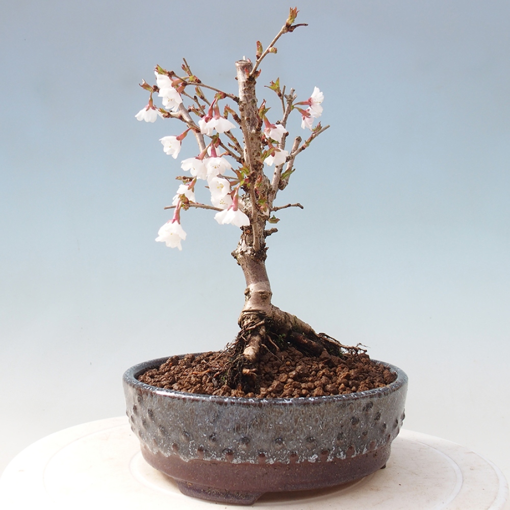 Bonsai im Freien - Prunus incisa Kojou-no mai-Pflaume geschnitten
