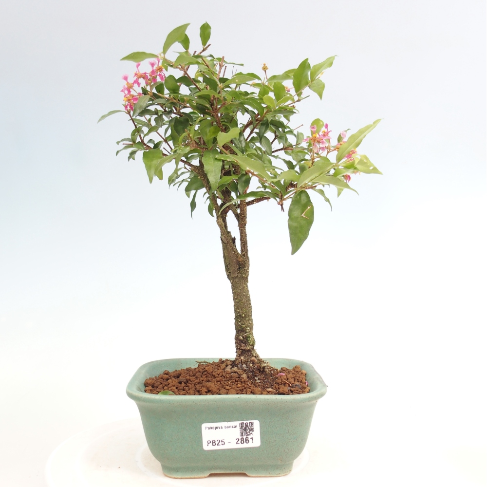 Zimmerbonsai - Malpighia coccigera - Barbdor-Kirsche
