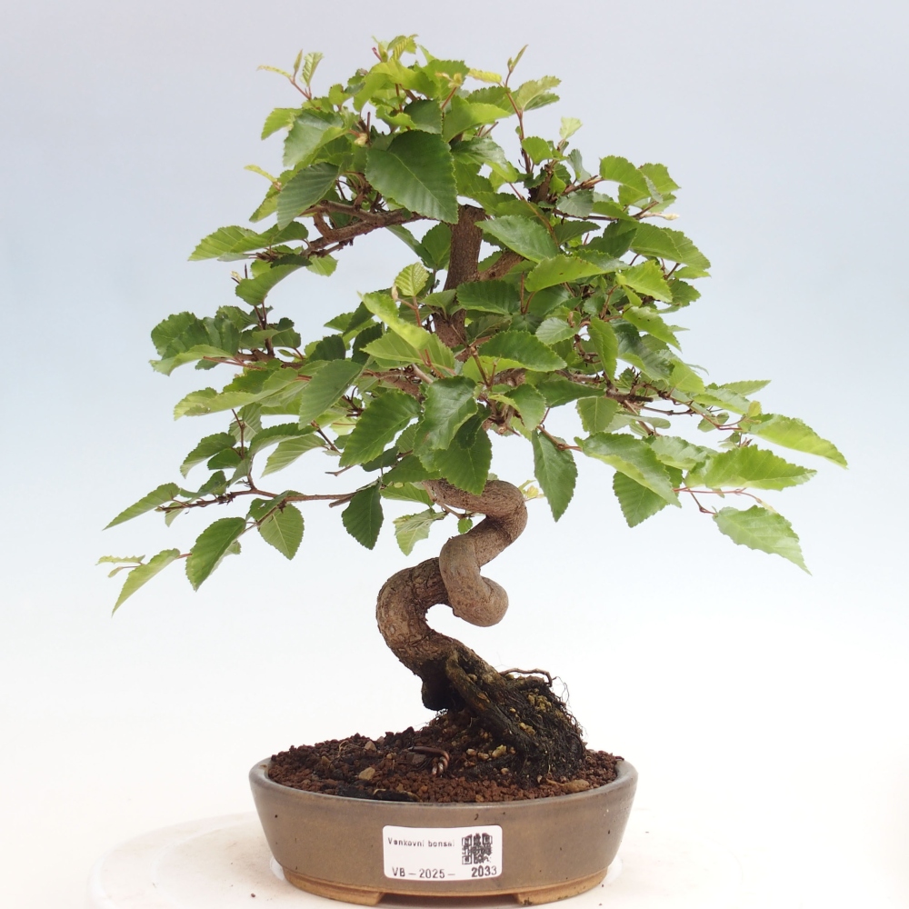 Bonsai im Freien -Carpinus CARPINOIDES - Koreanische Hainbuche