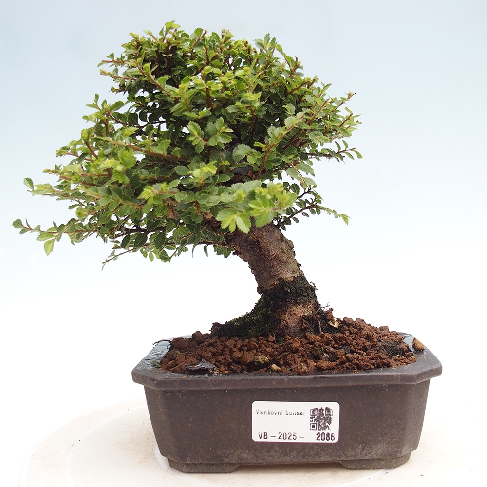 Bonsai im Freien - Ulmus parvifolia Hokkaido - Chinesische Ulme