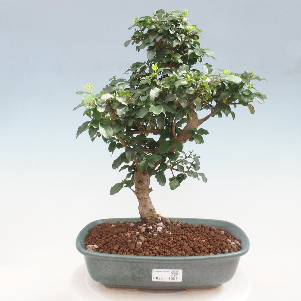 Zimmerbonsai -Ligustrum chinensis - Liguster