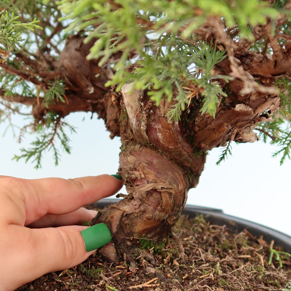 Bonsai für draußen - Juniperus chinensis Itoigawa-Juniperus chinensis