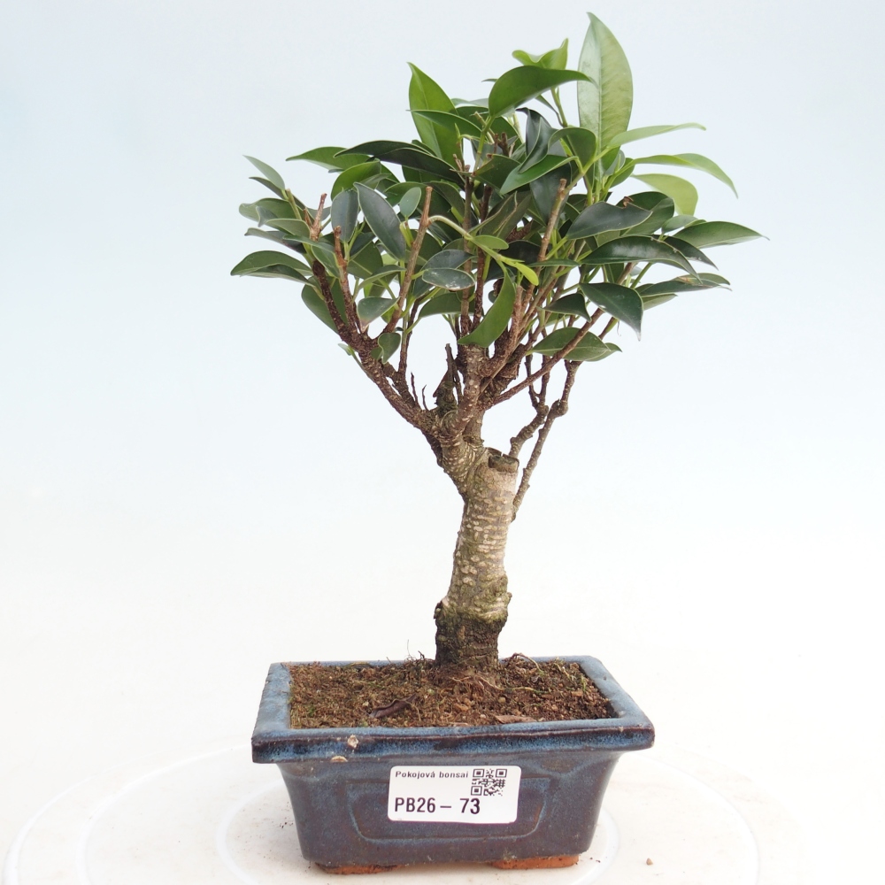 Zimmer Bonsai Ficus retusa kimmen