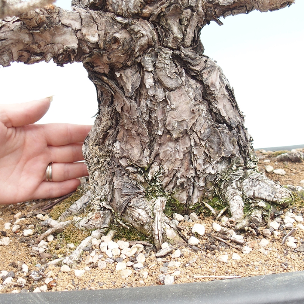 Bonsai für draußen - Pinus thunbergii - Thunberg-Kiefer